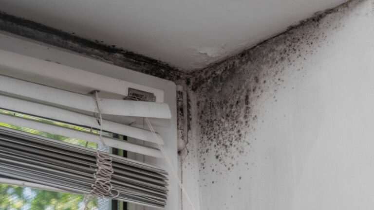 Black mold spreading across the wall and ceiling corner above a window in a rental apartment